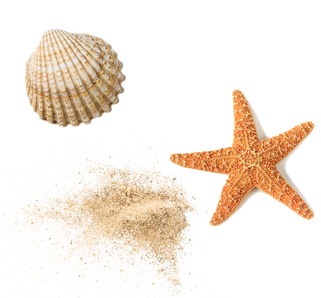 mb8_muscheln_02